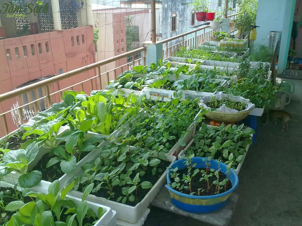 Các mô hình trồng rau sạch trên sân thượng nhỏ tại nhà văn phòng
