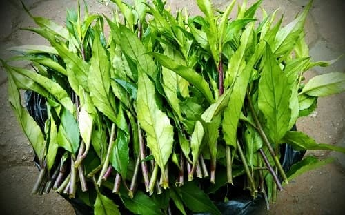 rau lủi rừng - rau dại ăn được tại Việt Nam