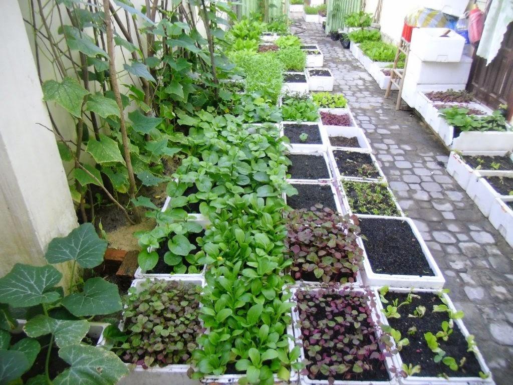 trồng rau thổ canh tại nhà