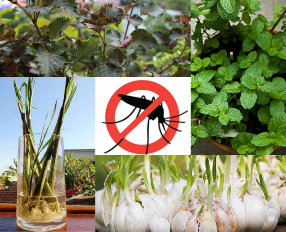 14 cách chống muỗi trong nhà bằng nguyên liệu tự nhiên cực hiệu quả